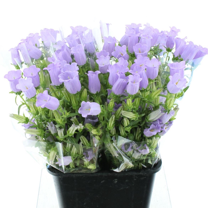 <h4>Campanula Med Champion Lavender</h4>
