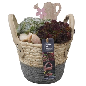 PTS7390 Arrangement Sempervivum in rieten mand