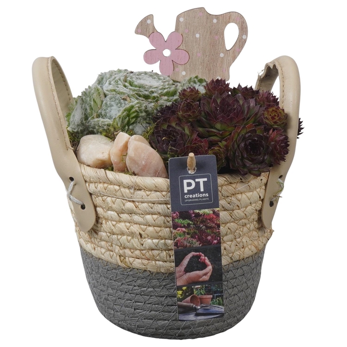 <h4>PTS7390 Arrangement Sempervivum in rieten mand</h4>