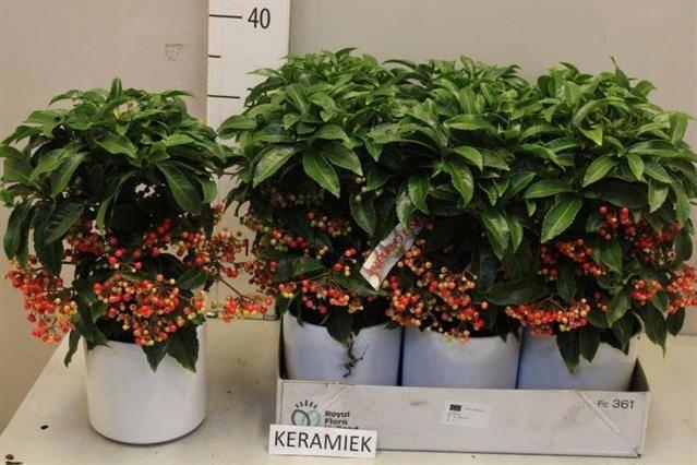 <h4>ARDIS CRENATA</h4>