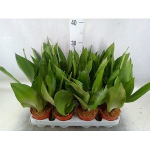 Sansevieria trifa. 'Moonshine'