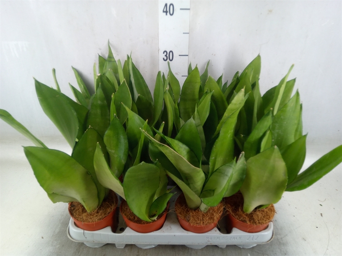 <h4>Sansevieria trifa. 'Moonshine'</h4>