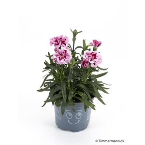 DIANTHUS CARYOPHYLLUS P11
