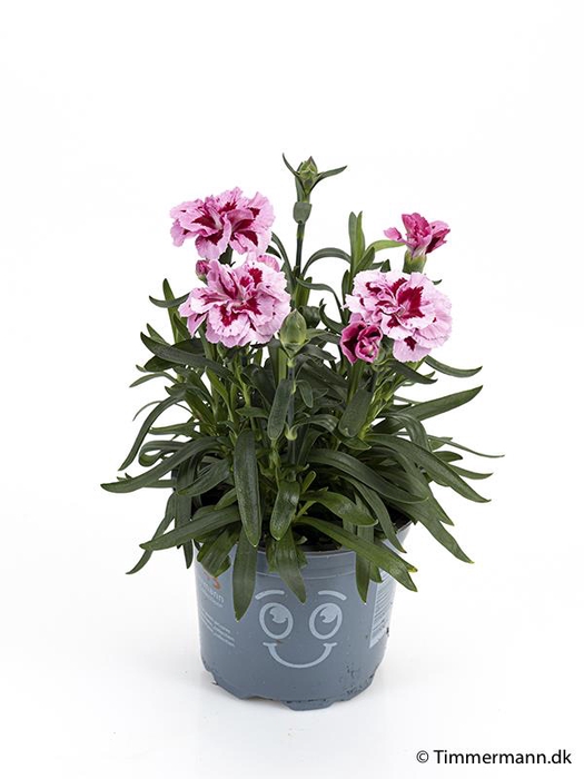 <h4>DIANTHUS CARYOPHYLLUS P11</h4>