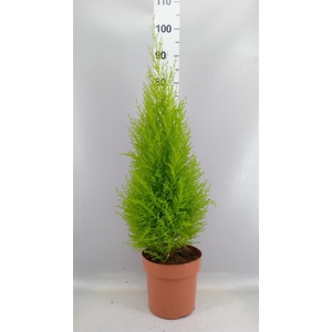 Cupressus macro. 'Goldcrest Wilma'