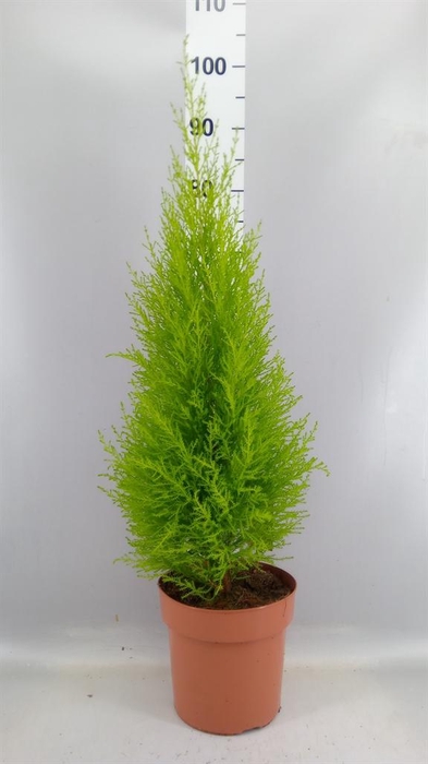 <h4>Cupressus macro. 'Goldcrest Wilma'</h4>