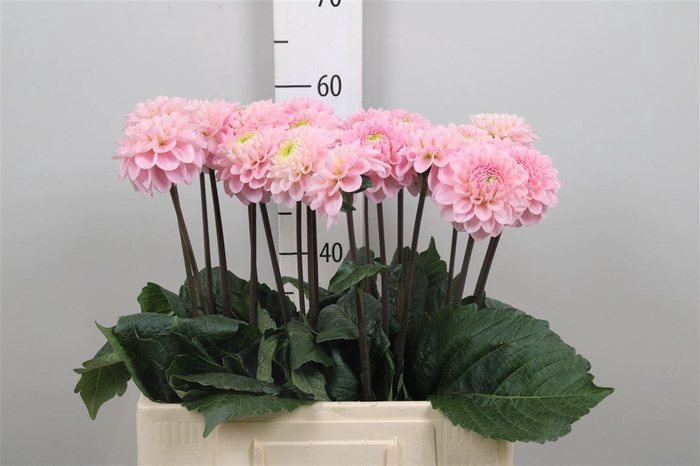 <h4>Dahl Wizz Of Oz</h4>