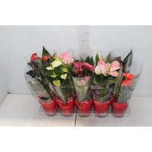 ANTHURIUM VARIADO P12