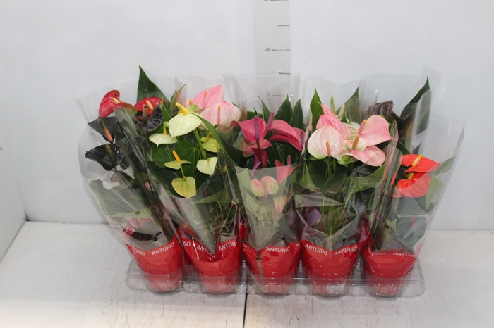 <h4>ANTHURIUM VARIADO P12</h4>