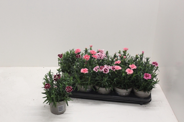 <h4>DIAN OSC GEM</h4>