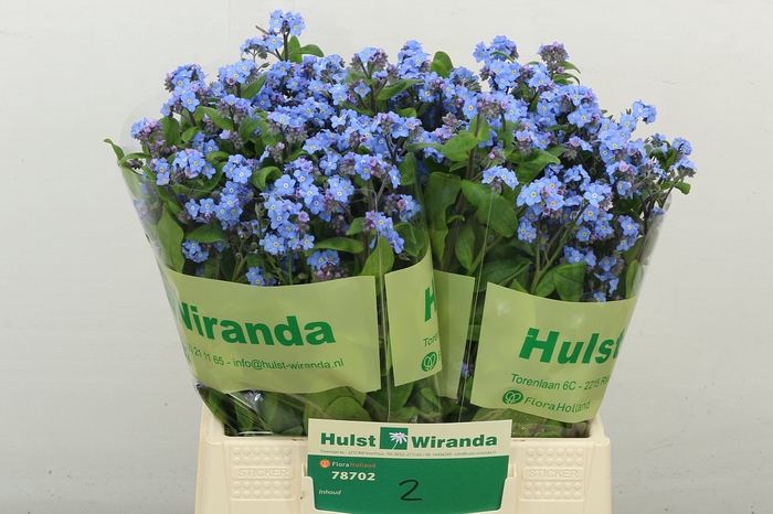 <h4>Myos Ov X80 Wiranda</h4>