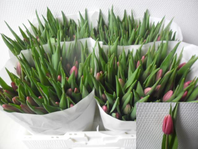 <h4>TU EN DEBUTANTE</h4>