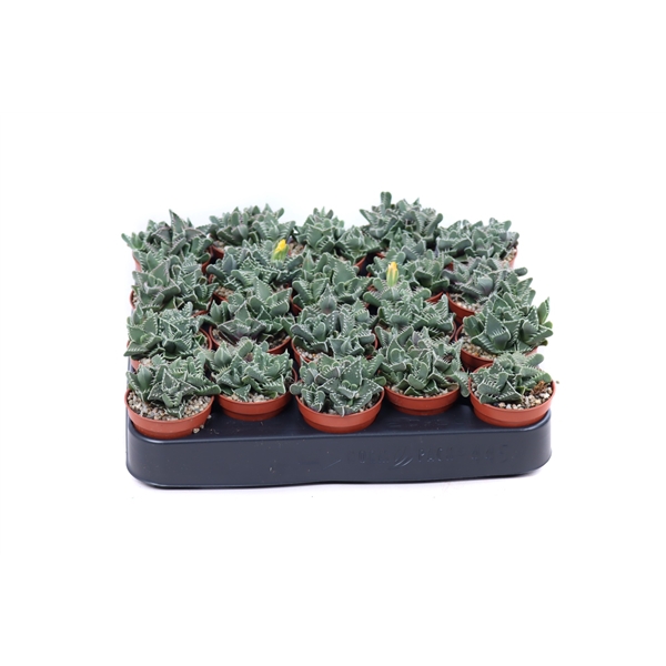 <h4>Faucaria tigrina 5,5 cm</h4>