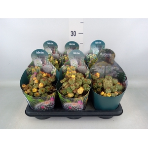 Euphorbia   ...
