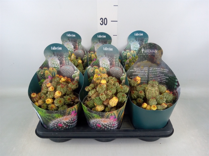 <h4>Euphorbia   ...</h4>