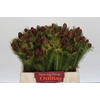 Kaaps Groen Cumosum
