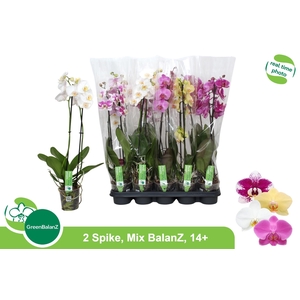 PHAL GEM