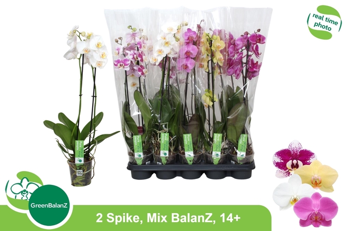 <h4>PHAL GEM</h4>