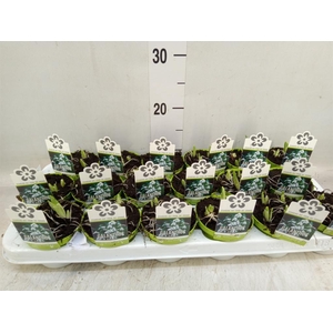 Galanthus nivalis   ...in pot