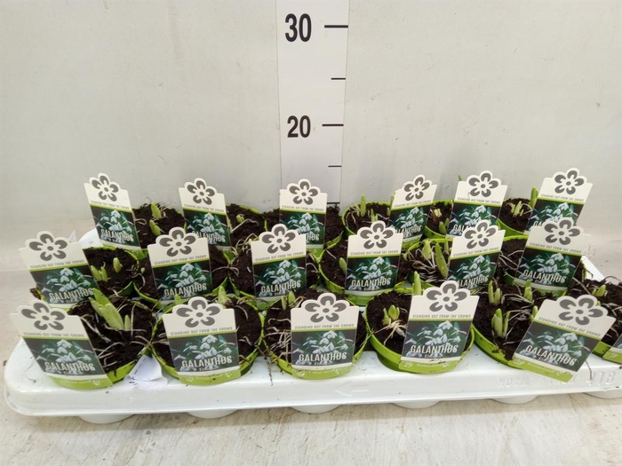 <h4>Galanthus nivalis   ...in pot</h4>