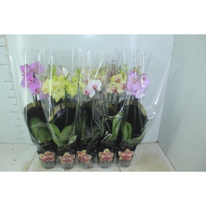 PHALAENOPSIS P12 2 HT PREMIUM