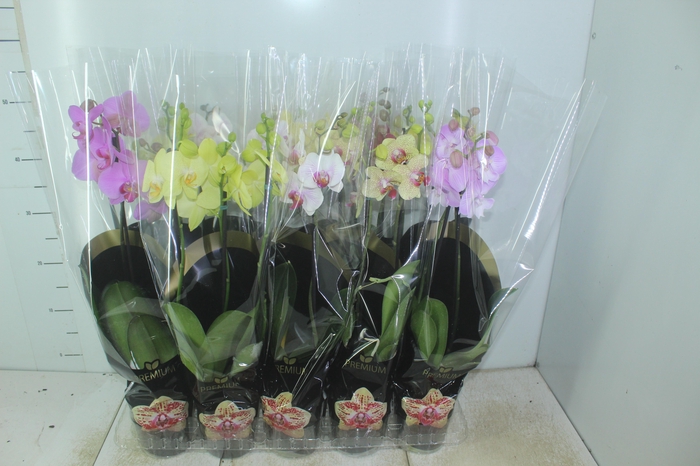 <h4>PHALAENOPSIS P12 2 HT PREMIUM</h4>