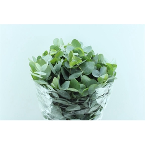 Euca Cinerea Short 400 Gram