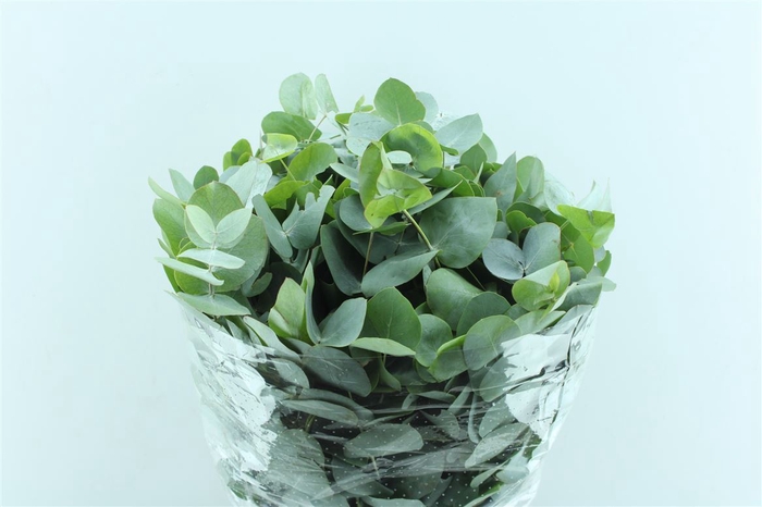 <h4>Euca Cinerea Short 400 Gram</h4>