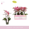 Phalaenopsis Multifloratypes overig oranje