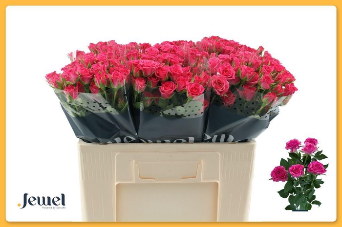 <h4>Rosa spray lianne</h4>