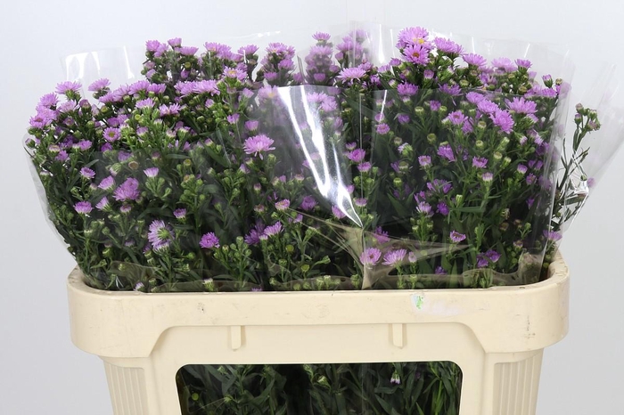 <h4>Aster Painted Lady</h4>