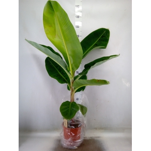 Musa  'Dwarf Cavendish'