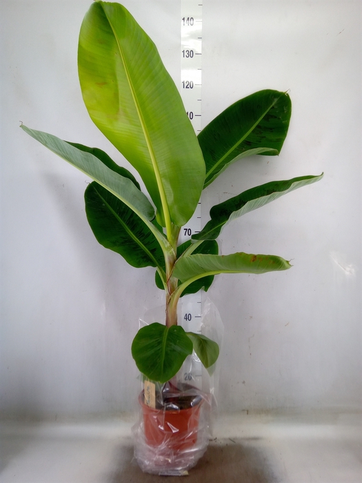<h4>Musa  'Dwarf Cavendish'</h4>