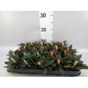 Peperomia caperata 'Rosso'