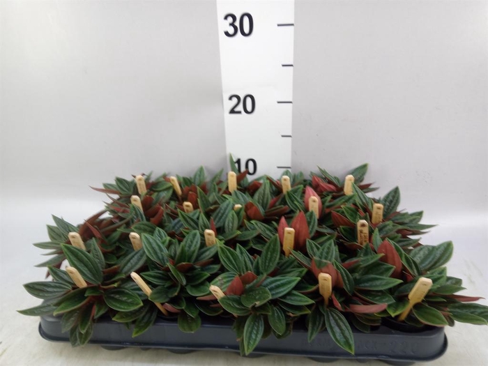 <h4>Peperomia caperata 'Rosso'</h4>