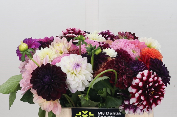 <h4>Dahlia Gemengd In Bos</h4>