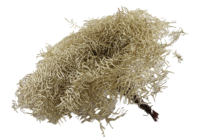 <h4>Koraalvaren Klb Gold X5</h4>