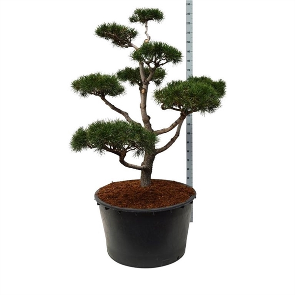 <h4>Pinus contorta</h4>