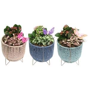 3051 MAND OP POOTJES IND