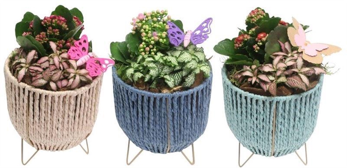 <h4>4264 MAND OP POOTJES</h4>