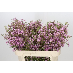 Chamelaucium Kerryn