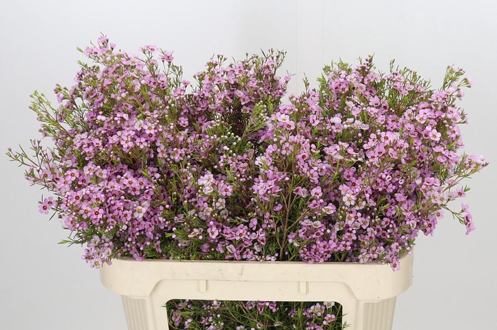 <h4>Chamelaucium Kerryn</h4>