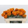 Tagetes Marigold Promise Orange