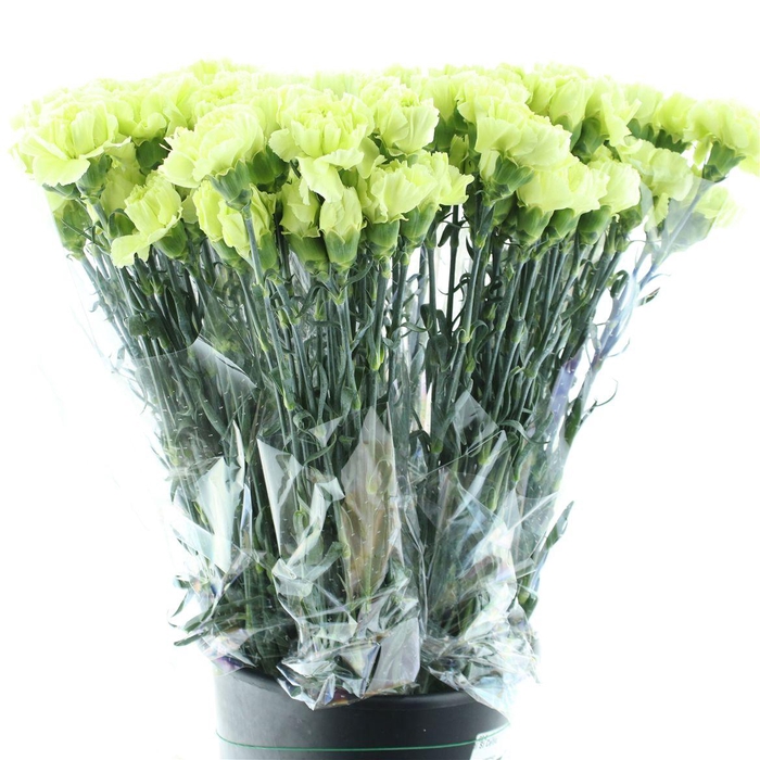 <h4>Di St Celtic</h4>