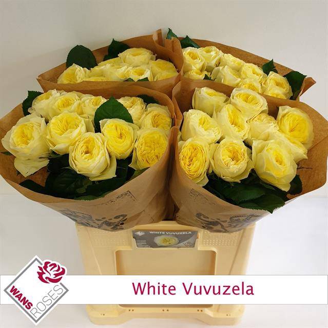 Rosa Garden Vuvuzela White