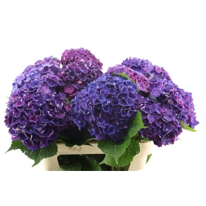 Hydr M Amour Purple 80-20