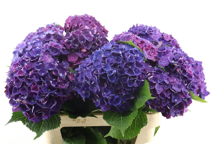 <h4>Hydr M Amour Purple 80-20</h4>