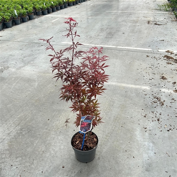 Acer pal. 'Skeeters Broom'
