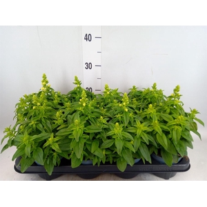 Antirrhinum majus   ...