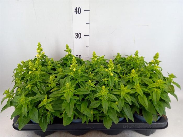<h4>Antirrhinum majus   ...</h4>
